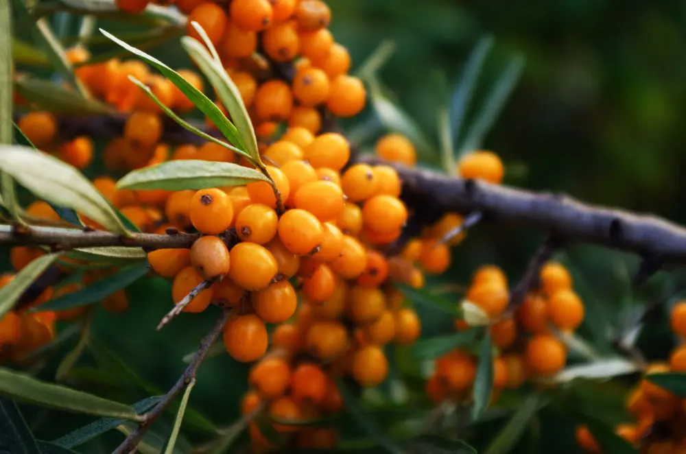 Unlocking The Power Of Sea Buckthorn In Natural Skincare: A Guide To Different Forms And Uses Natural Skincare Ingredients